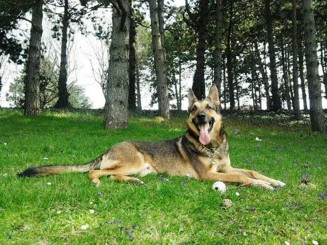 Lupo - ein slowakischer Wolfhundschäfer kam aus derm Auffanglager zu mir. | Foto: Sadiki-Peckary