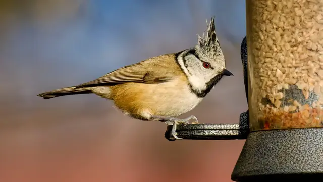 Haubenmeise am Futterhaus (Symbolfoto Birdlife) | Foto: © Jürgen Meßmer 