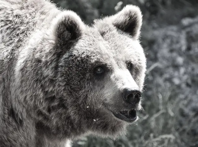 Der durch viele Medienberichte bereits bekannte Braunbär Aragon des Zoos Salzburg wurde in den frühen Morgenstunden des heutigen 4. Novembers von seinen Schmerzen erlöst.  | Foto: Lisa Sernow