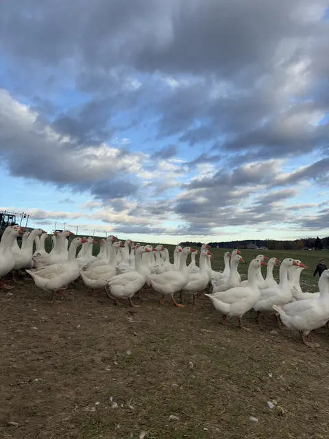 Ein halbes Jahr leben die Gänse bis zum Martinsfest | Foto: Lauren Fahrenberger / MeinBezirk