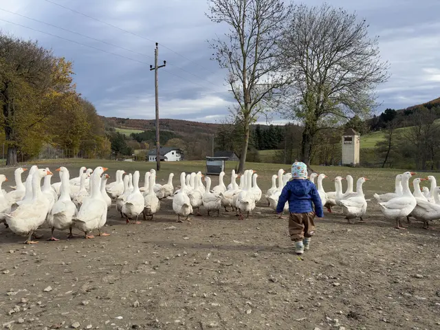 In Klausen-Leopoldsdorf haben die Gänse den ganzen Tag über Auslauf, über Nacht sind sie im Stall geschützt | Foto: Lauren Fahrenberger / MeinBezirk