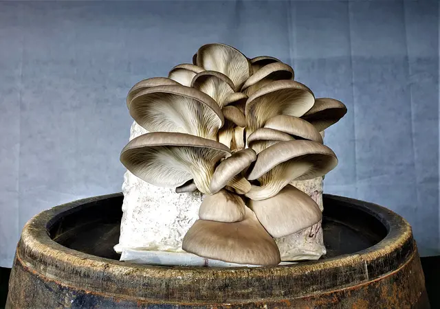 Austernpilze bei Schöllis Biohof.