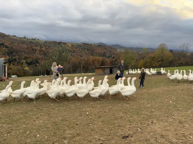Gänse sind ideal als Nebenerwerb, da sie wenig Zeit und Investitionen verlangen, dafür viel abwerfen. Und man muss sie nicht über den Winter bringen. | Foto: Lauren Fahrenberger / MeinBezirk