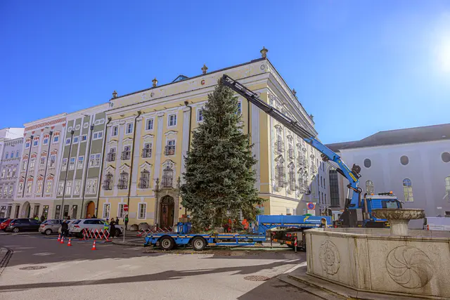 Erfolgreich übersiedelt und aufgestellt: Der Welser Christbaum vor dem Rathaus wartet nur mehr auf die Weihnachtszeit. | Foto: Stadt Wels
