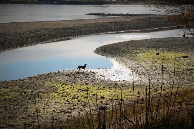 Egal, wo sie her sind - sie sind Seelen - wir lieben sie, sie sind mehr als nur Hunde!  | Foto: Sadiki-Peckary