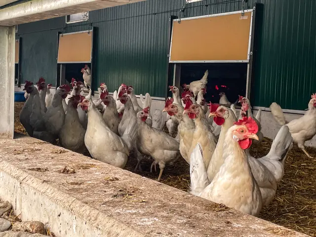 Ende September wurde in Feldkirchen erstmals in dieser Saison das hochansteckende Virus Aviäre Influenza A (H5N1) nachgewiesen. | Foto: Privat