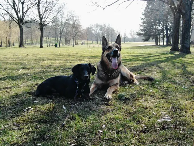 Eine dicke Freundschaft: Dackel Sir Lucky und Lupo-die Rübe.  | Foto: Sadiki-Peckary