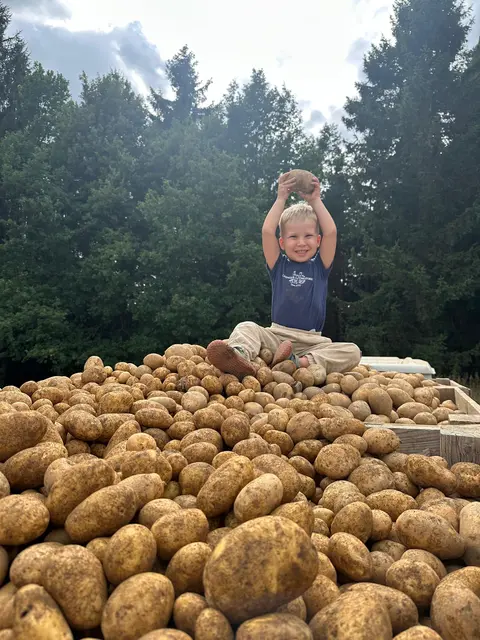 Enkel Anton Eichinger hat heuer seine Großeltern bei der Kartoffelernte unterstützt und dabei ist dieses Foto entstanden. | Foto: Waldhäusl