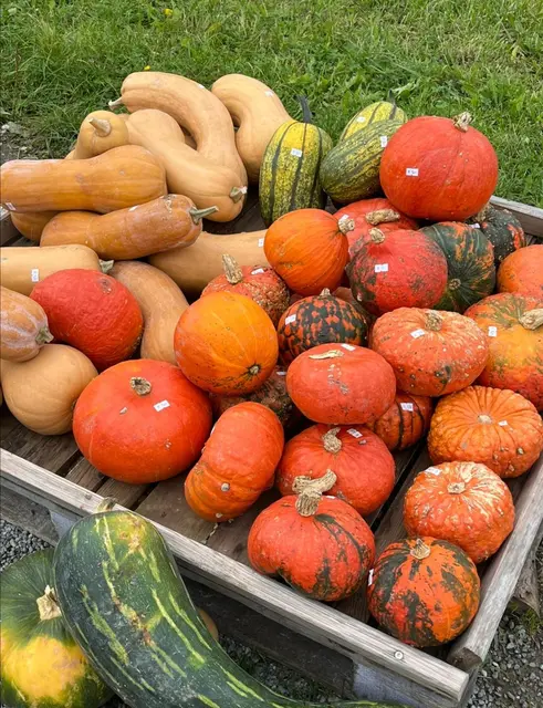Für Halloween beginnen schon die ersten Vorbereitungen. 