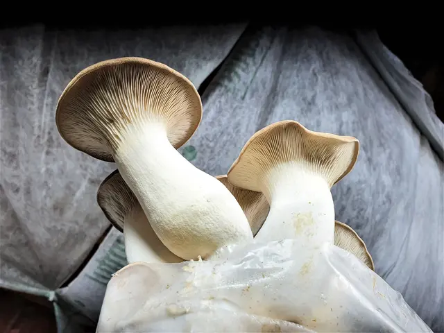 Köstliche Kräuterseitlinge aus Leonding.  