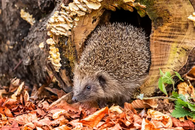 Hohle Baumstämme stellen ein perfektes Winter-Qaurtier für den Igel dar. | Foto: Adobe Stock