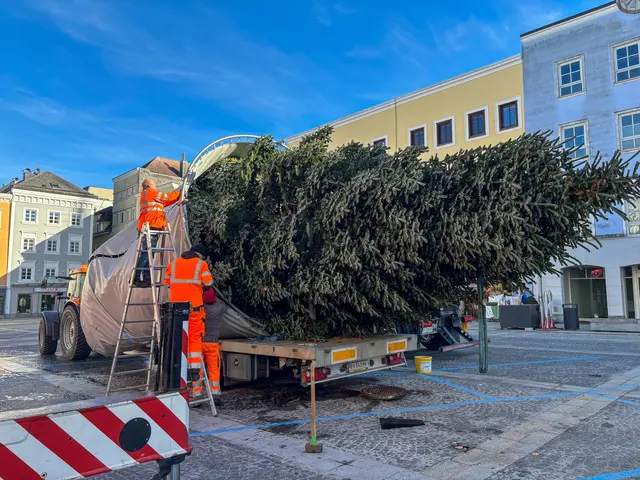 Das Prachtexemplar aus Utzenaich ist 12 Meter hoch und wiegt 2.7 Tonnen. | Foto: Mein Bezirk/Doms
