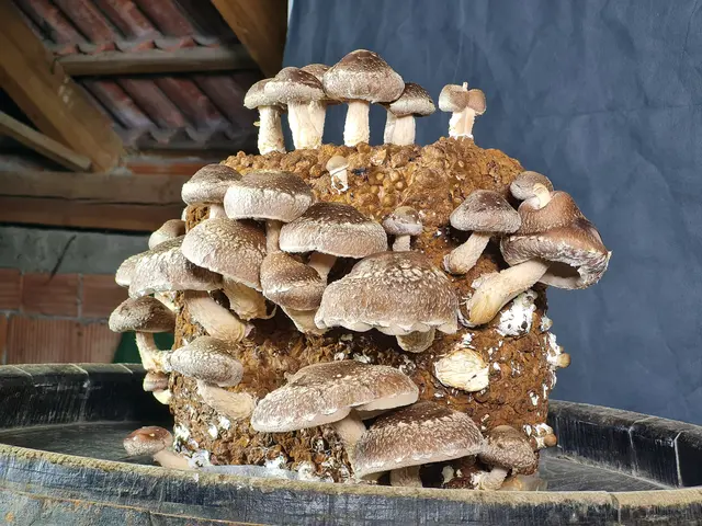 Shitake Pilze zum Selberziehen aus Leonding.