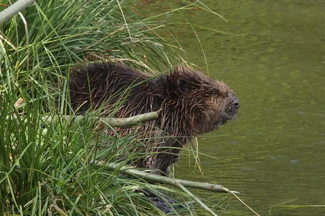 Ein Biberbau in der Nähe könnte den Wasserstand der Pulkau deutlich beeinflussen. | Foto: Bernhard Schön
