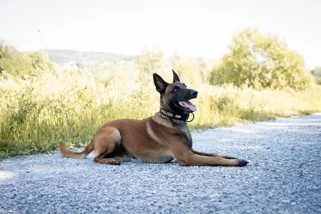 Der belgische Schäferhund Loki half, einen Einbruch zu vereiteln. | Foto: Kerstin Fotografie