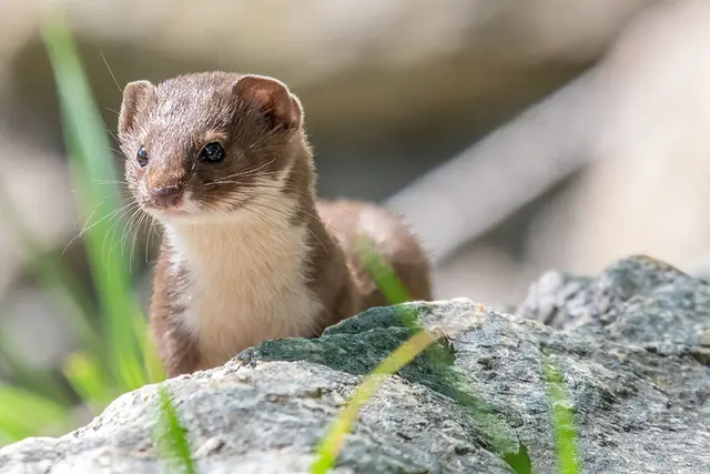 Das Mauswiesel ist nicht nur flink, es ist auch das kleinste säugetierfressende Raubtier der Welt und eine wahrer Kalorienvertilgungsmeister. | Foto: Stefan Weber