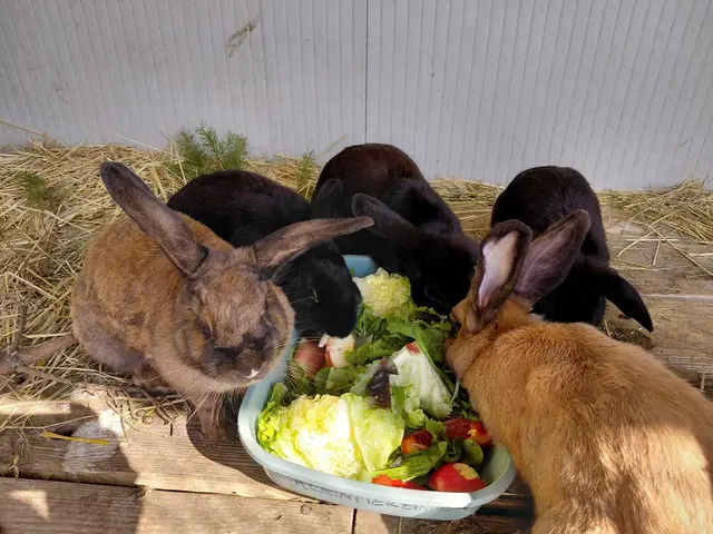 Ein liebevolles Zuhause mit Herz für kleine Fellnasen – das ist alles, was sie sich wünschen.  | Foto: Tierheim Ternitz