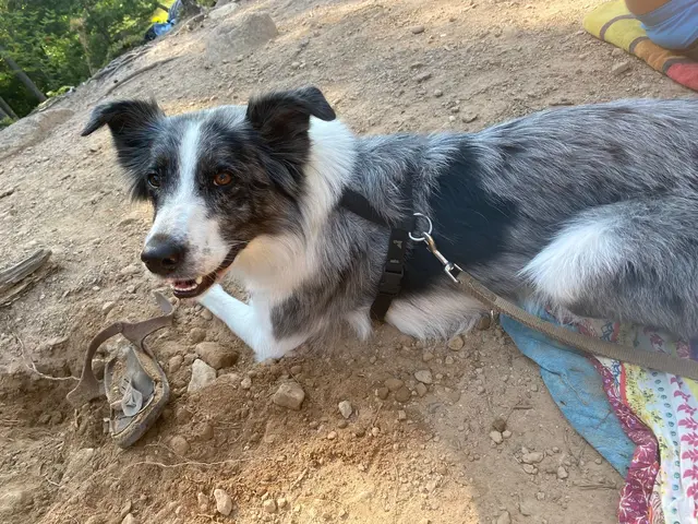 Ein glücklicher Hund kaut gerne – ob an einem Patschen oder an einem Snack. (Symbolfoto) | Foto: zVg
