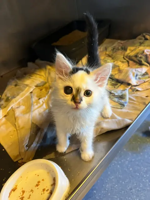 Der vier Monate alte Kater Fernando hat sich nach seinem Unfall tapfer ins Leben zurückgekämpft. | Foto: Tierheim Ternitz