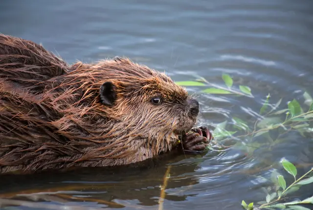 Der angestaute Wasserbereich deutet auf einen aktiven Biberdamm hin. | Foto: graphicphoto_panthermedia