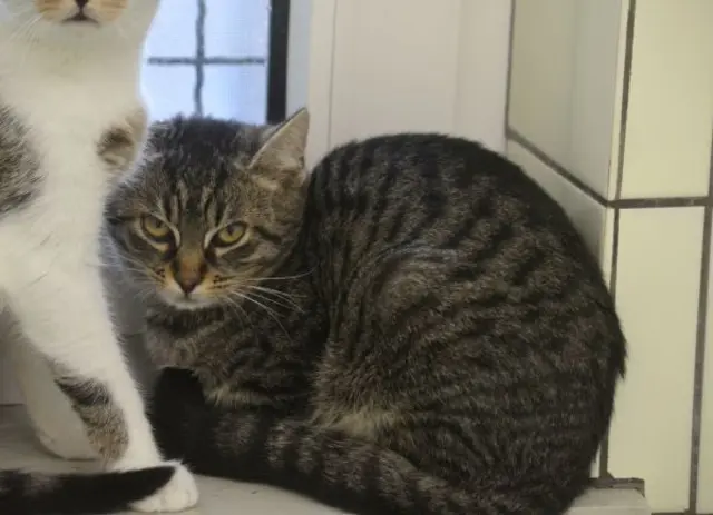 Artos &amp; D'Artagnan suchen zusammen eine neue Bleibe.