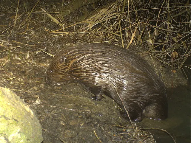 Spuren von Biberaktivität zeigen, wie stark die Tiere den Flusslauf verändern können. | Foto: Johann Schleich