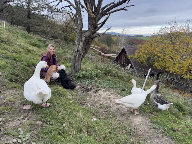 MeinBezirk besucht die geretteten Martinigänse am Lebenshof in Brand-Laaben | Foto: Lauren Fahrenberger / MeinBezirk