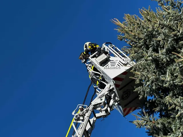 Die Katzenrettung ist geglückt. | Foto: FF Obervogau