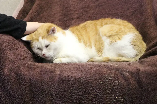 Jimmy hat schon viel erlebt – jetzt wünscht er sich endlich ein Zuhause voller Liebe. | Foto: Tierheim Ternitz