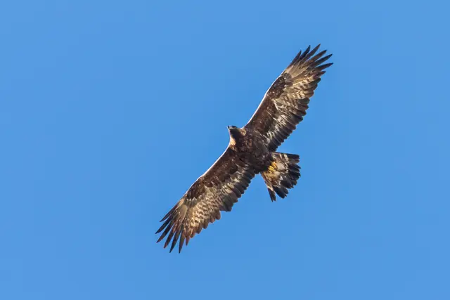 In Potzneusiedl (Bezirk Neusiedl/See) wurde auf einem Feld nächst einem Windrad ein verendeter Seeadler aufgefunden. | Foto: Roland Mayr