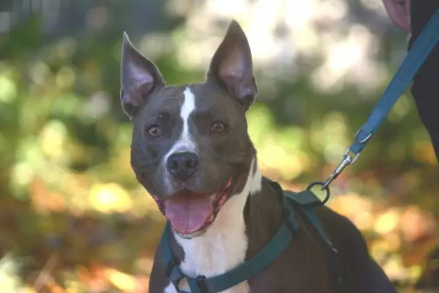 Joker wurde vor dem Tierheim angebunden. | Foto: TSV St. Pölten