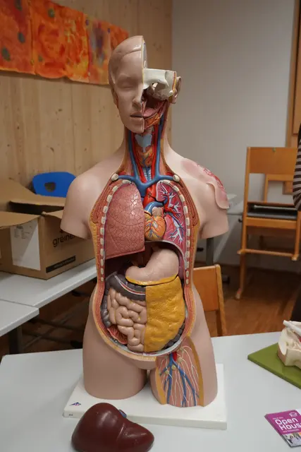 Die Kardinal-Schwarzenberg-Akademie hatte einen Torso mitgebracht. | Foto: Johannes Brandner