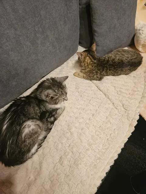 Auch mit der älteren Katze der Retterin, scheint es zu passen.  | Foto: Stibis Hundeparadies