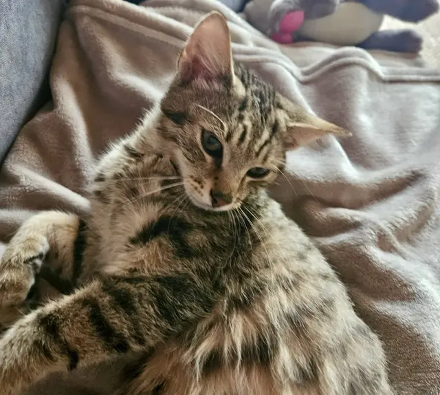 Ein glückliches Ende für die Katze, die am 1. November in einem Restmüllcontainer in Mürzzuschlag gefunden wurde – in einem zugeschnürten Schuhkarton mit Luftlöchern.  | Foto: Stibis Hundeparadies