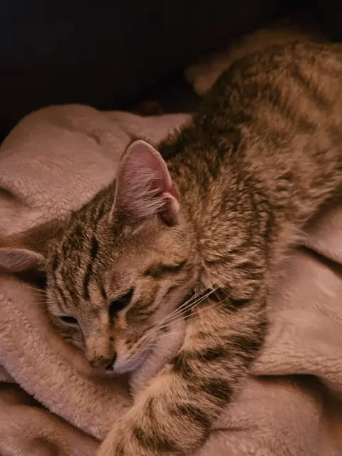 Foto: Stibis Hundeparadies