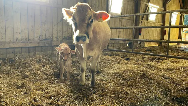 Für den jüngsten Neuzugang am Lustbühel kann eine Tierpatenschaft übernommen werden. | Foto: Büro Eber