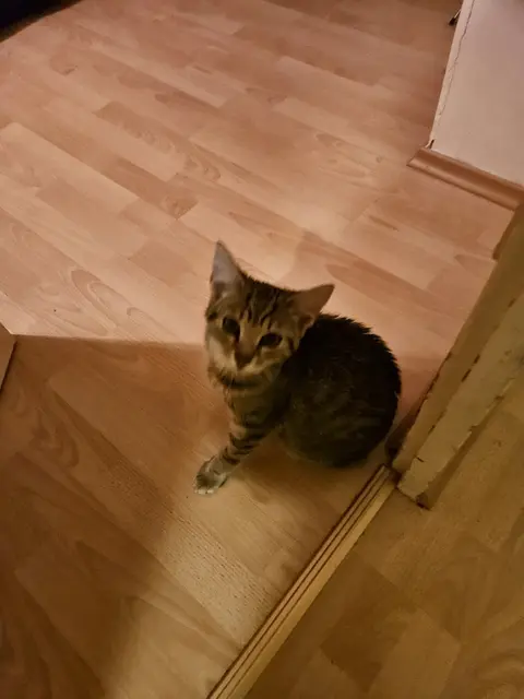 Foto: Stibis Hundeparadies