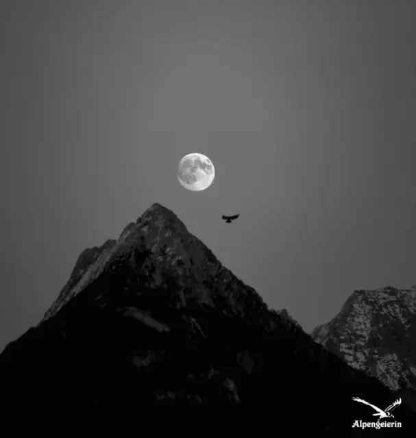 Foto: Janet Bleiker - Alpengeierin 