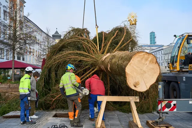 Heute Vormittag wurde der Baum am Hauptplatz aufgestellt. | Foto: Brugger Andreas/Martin Hauer