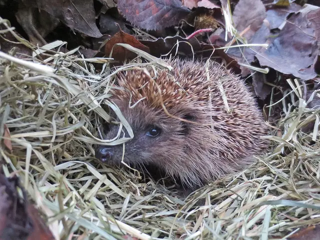 Igel in seinem Laub- und Heubett; © J. Kropfberger