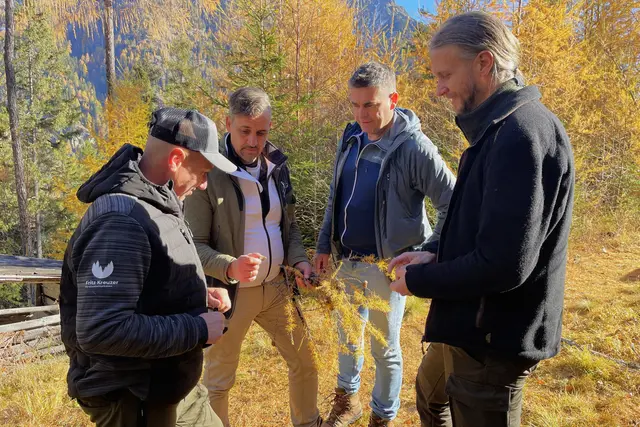 Im Bild v. l.: Forstunternehmer Fritz Kreutzer, Stefan Palffy (Forstwirt), Martin Lohfeyer (Bezirksförster Lungau) und Dominik Posch (Landesforstdirektion) beim Begutachten der geernteten Lärchenzapfen. Weißpriach, 5.11.2025  | Foto: Land Salzburg/Martin Wautischer