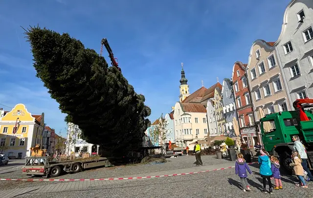  Ein Riesenspektakel für die Zuschauer: Christbaumaufstellen bei „Kaiserwetter“ am Schärdinger Stadtplatz. | Foto: Gruber