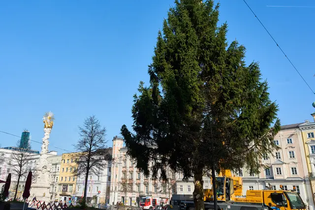 Es soll laut Leserstimmen der schönste Baum sein, den die Stadt Linz je hatte. | Foto: Brugger Andreas/Martin Hauer