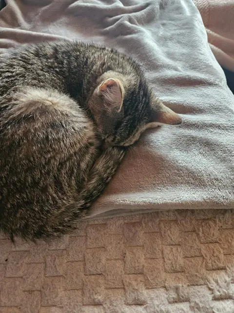 Foto: Stibis Hundeparadies