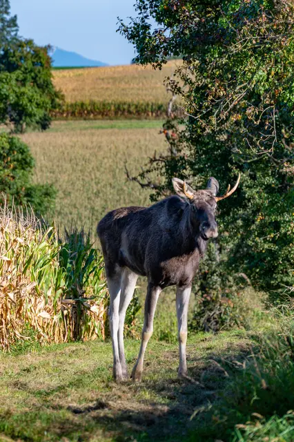 Es wird wieder gewählt – nicht politisch, sondern sprachlich: Die Gesellschaft für Österreichisches Deutsch (GSÖD) hat am Freitag die Kandidatenlisten für das Wort, Unwort, Jugendwort, den Spruch und Unspruch des Jahres 2025 veröffentlicht.  | Foto: TEAM FOTOKERSCHI &amp;amp; JONAS GROßAUER