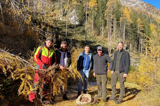 Mitten im goldenen Herbst, wenn es, wie in diesen Tagen, bereits die ersten Morgenfröste gibt, ist im Lungau die perfekte Zeit Lärchenzapfen mit ihren wertvollen Baumsamen zu ernten. Dieses Gold des Waldes aus gesunden Beständen wird laut dem Land Salzburg dringend für Aufforstungen benötigt und muss mühevoll in 100 Prozent Handarbeit von den Ästen gepflückt werden. Weißpriach, 5.11.2025  | Foto: Land Salzburg/Martin Wautischer
