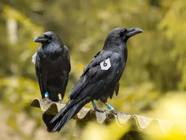 Serles und Frau Hitt wurden erfolgreich ausgewildert. Dank GPS kann man verfolgen, wohin es sie in ihrem neuen Lebensabschnitt zieht.  | Foto: Alpenzoo Innsbruck
