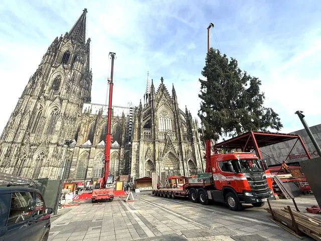 Der Kitzbüheler Baum kam wohlbehalten in Köln an. | Foto: Obermoser