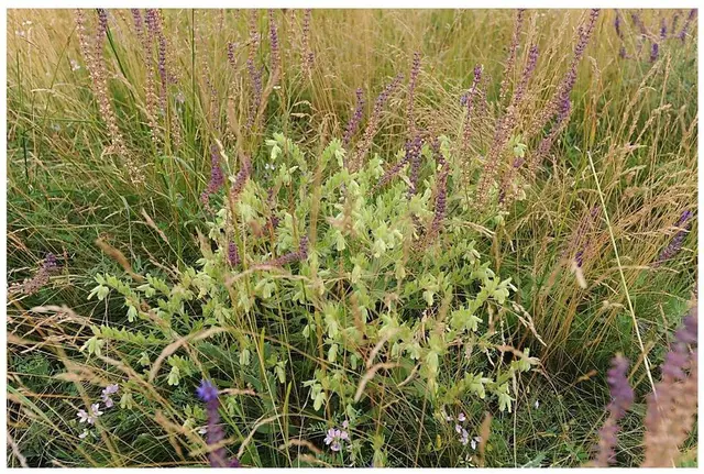 Das Naturschutzprogramm "Flora" unterstützt Landwirtinnen und Landwirte, die beispielsweise auf ihren Halbtrockenrasen die in Österreich vom Aussterben bedrohte Sand-Lotwurz erhalten.  | Foto: Schrefler