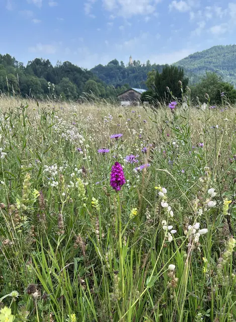 Die "REWE-Wiese" mit Georgiberg und Kamm-Hundswurz, Spitzorchis, Pyramiden-Orchis (Anacamptis pyramidalis) | Foto: Werner Bejvl